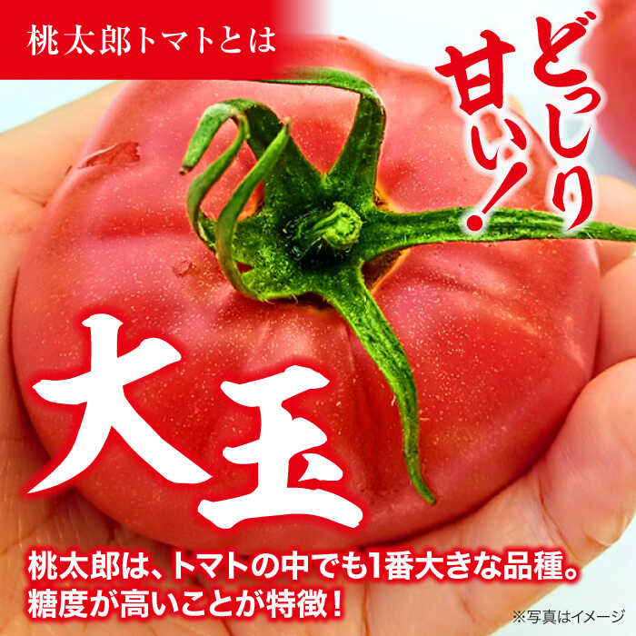 【ふるさと納税】トマト 【先行予約】【4月下旬から順次発送】 桃太郎 12から15玉 約2.3kg おすすめ 国産 サラダ 料理用 春野菜 やさい 桃太郎とまと 栄養 愛媛県 送料無料 大洲市/梶原農園 とまと 大玉トマト 野菜 リコピン 人気[AGCX003] 野菜 - 画像2