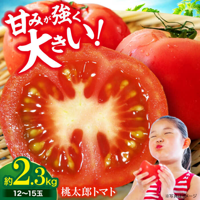 トマト 【先行予約】【4月下旬から順次発送】 桃太郎 12から15玉 約2.3kg おすすめ 国産 サラダ 料理用 春野菜 やさい 桃太郎とまと 栄養 愛媛県 送料無料 大洲市/梶原農園 とまと 大玉トマト 野菜 リコピン 人気[AGCX003] 野菜