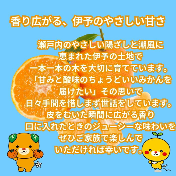 【ふるさと納税】訳あり 伊予のみかん 約3kg サイズミックス ランダム 【2025年11月下旬から順次発送予定】 みかん 愛媛県産 数量限定 先行予約 柑橘 伊予市｜B505 サムネイル3