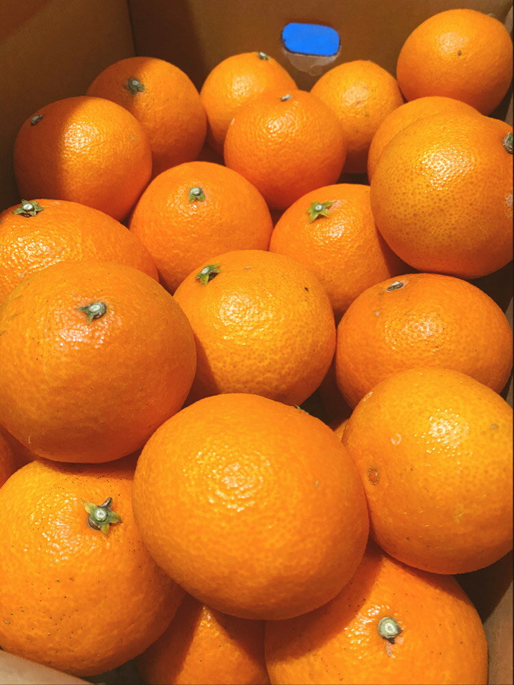 【ふるさと納税】みかん 愛媛 愛果28号（ハウス栽培）5kg 紅まどんなと同一品種 家庭用 サイズミックス 【2026年12月中旬から順次発送予定】 人気 数量限定 柑橘 伊予市｜B40 - 画像3