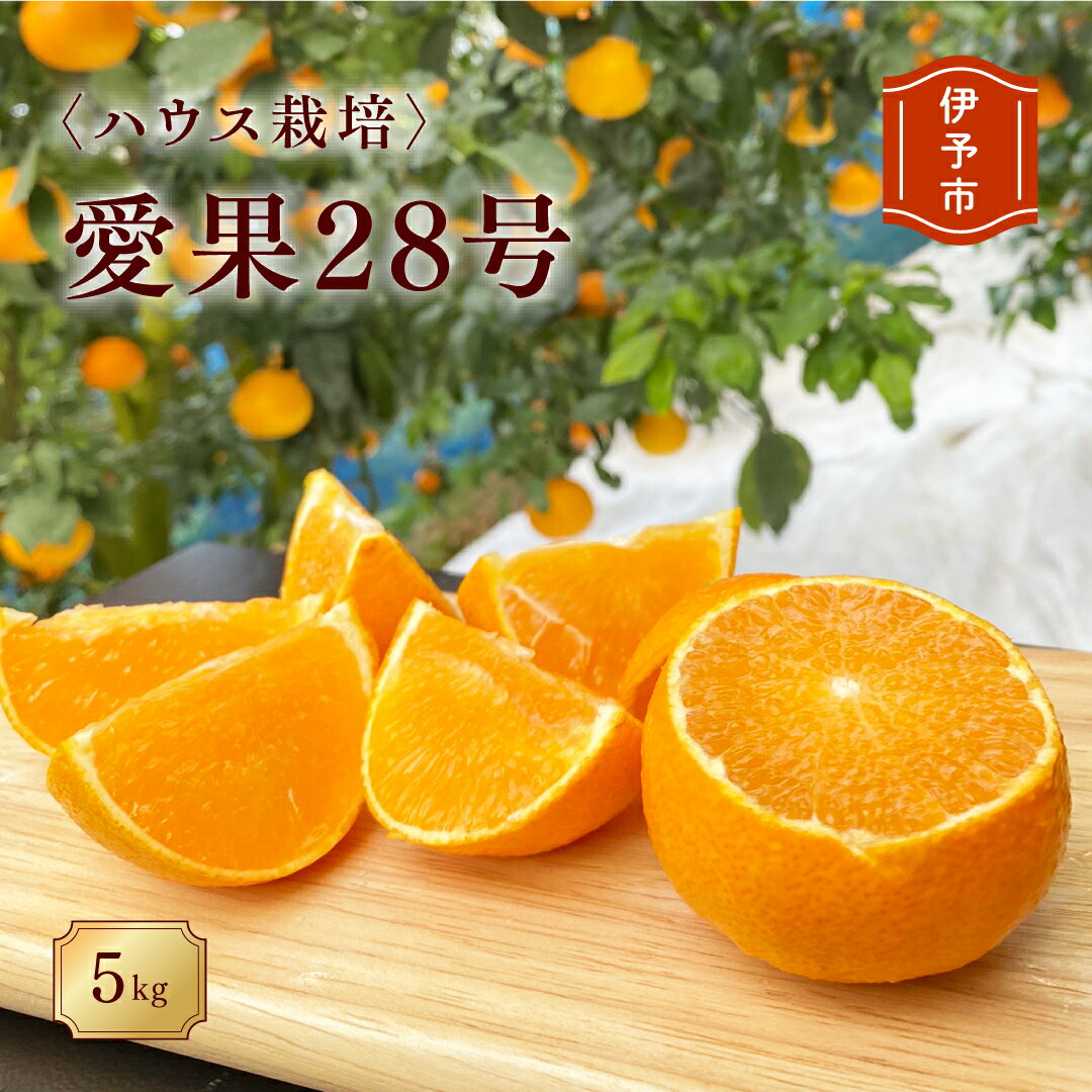 みかん 愛媛 愛果28号（ハウス栽培）5kg 紅まどんなと同一品種 家庭用 サイズミックス 【2026年12月中旬から順次発送予定】 人気 数量限定 柑橘 伊予市｜B40