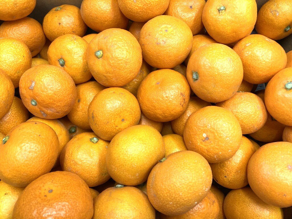 【ふるさと納税】訳あり 温州みかん 3kg ご家庭用 人気 数量限定 先行予約 愛媛 みかん 柑橘 【2025年11月上旬以降発送】｜A109 サムネイル2