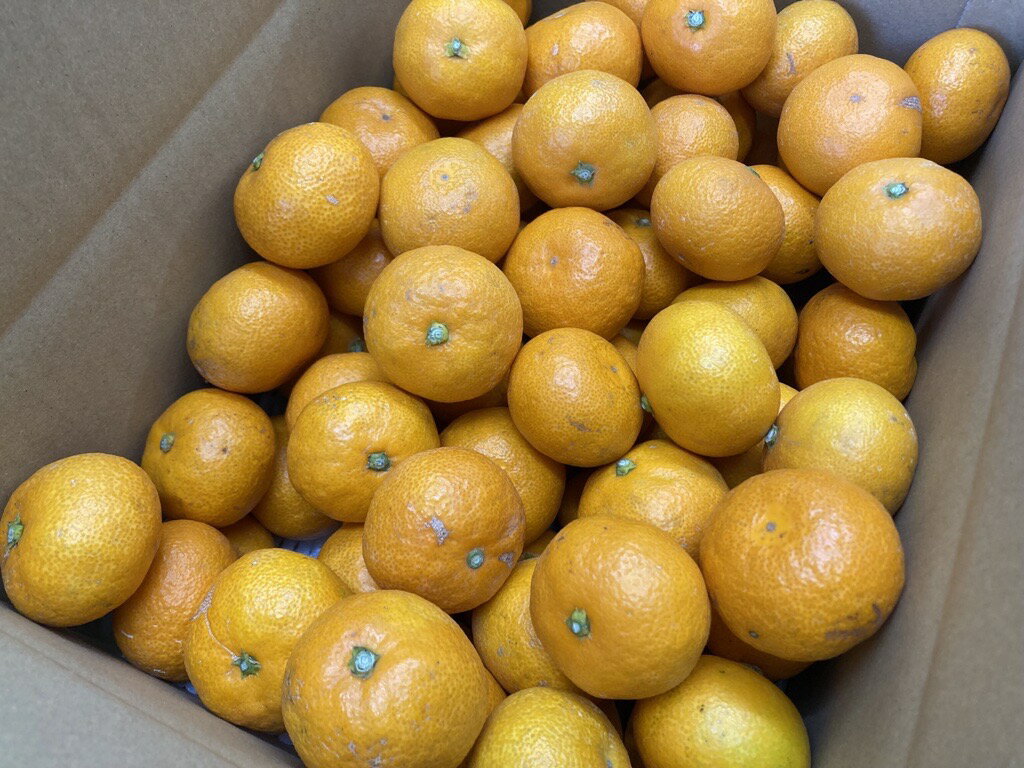 【ふるさと納税】訳あり 温州みかん 5kg ご家庭用 人気 数量限定 先行予約 愛媛 みかん 柑橘 【2025年11月上旬以降発送】｜B149 サムネイル3