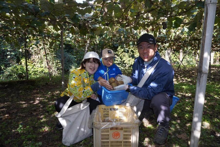 【ふるさと納税】キウイ 2.5kg 愛媛 国産キウイフルーツ ヘイワード 先行予約 【2026年11月から順次発送予定】 数量限定 伊予市｜A20 - 画像3