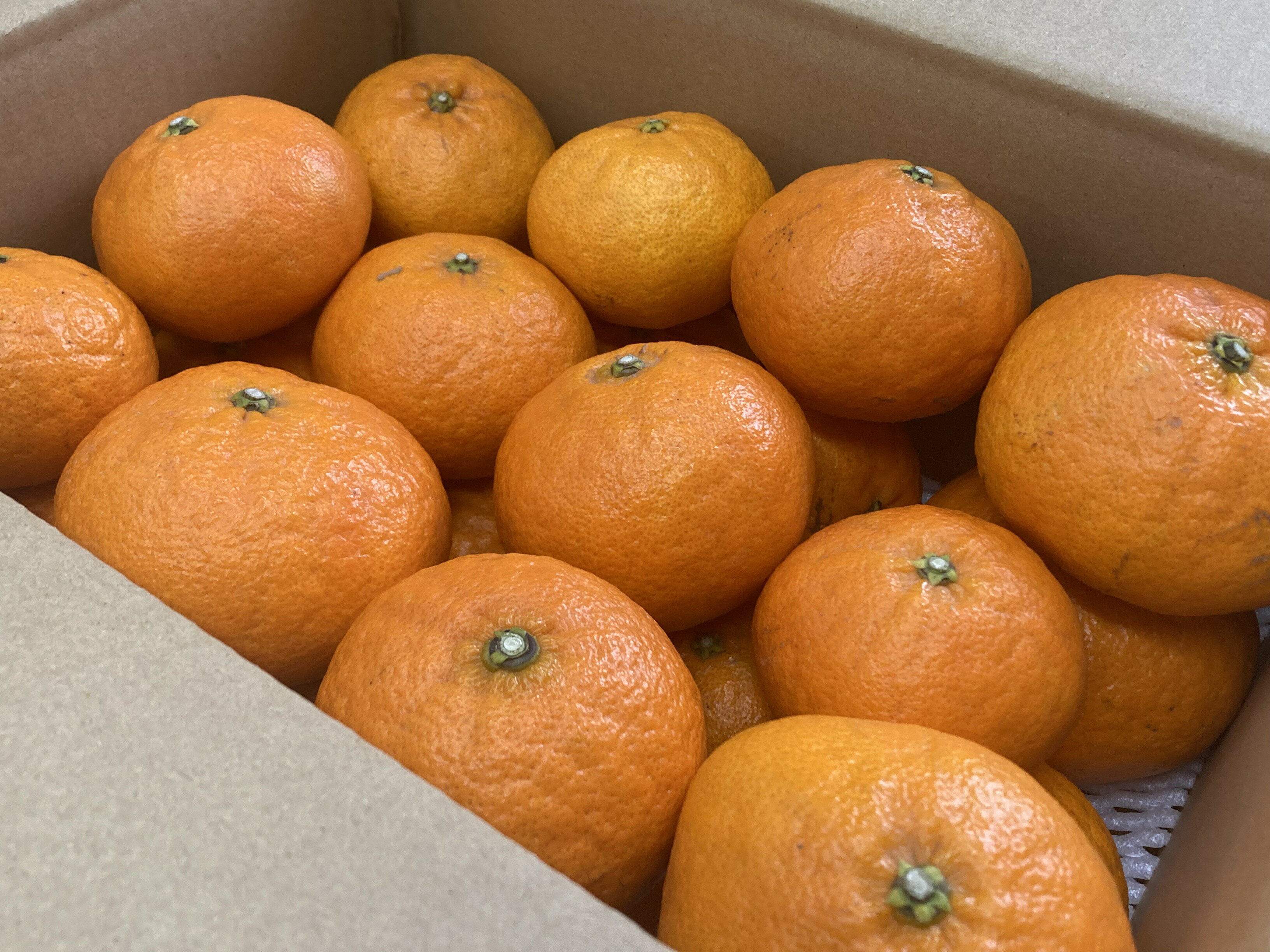 【ふるさと納税】訳あり 甘平 5kg ご家庭用 人気 数量限定 先行予約 みかん 愛媛 柑橘 【2026年1月下旬以降順次発送】 | B151 サムネイル3