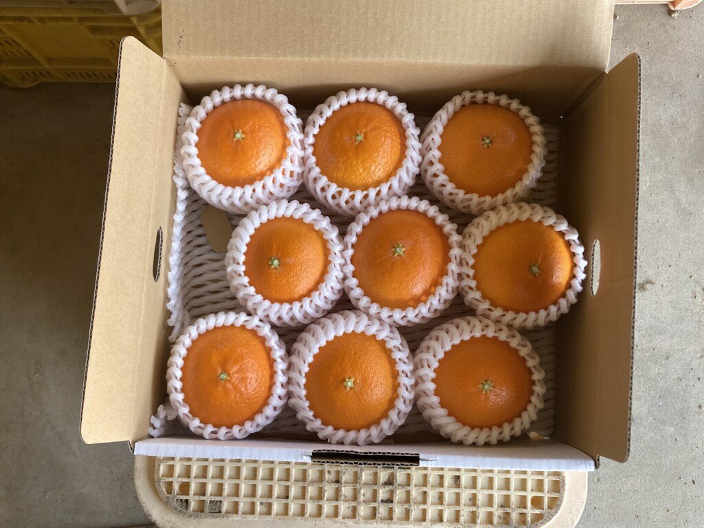 【ふるさと納税】【2026年3月発送予定】愛果48号 2kg L～2Lサイズ 紅プリンセス同一品種 農園直送 みかん 愛媛 人気 数量限定 先行予約 柑橘 伊予市｜B169 サムネイル3