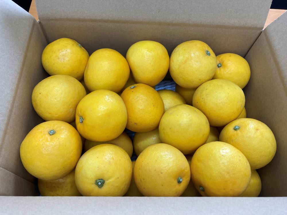 【ふるさと納税】訳あり 河内晩柑 8kg ご家庭用 人気 【2026年4月以降順次発送】かわちばんかん 数量限定 先行予約 さっぱりした甘味 みかん 柑橘 蜜柑 くだもの フルーツ 国産 愛媛 伊予市｜B150 サムネイル2