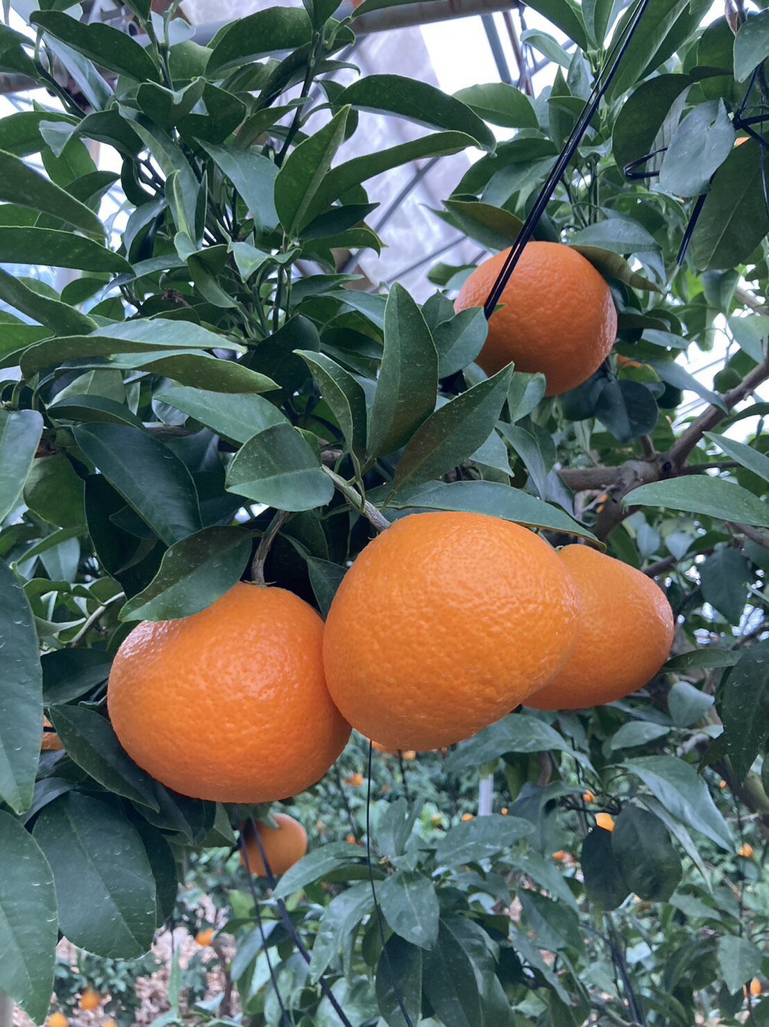 【ふるさと納税】愛果28号 5kg ご家庭用 紅まどんなと同一品種 農園直送 先行予約 【12月中旬から順次発送予定】 愛媛 数量限定 愛媛県産 人気 柑橘 伊予市 | B256 サムネイル3