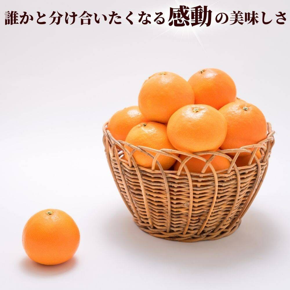 【ふるさと納税】愛果28号 紅まどんなと同一品種 みかん 愛媛県産 【選べる容量】 10玉（2L～3Lサイズ） 化粧箱入り 贈答用 5kg バラ詰め 先行予約 ＜12月以降順次発送予定＞ 数量限定 人気 柑橘 伊予市 サムネイル3