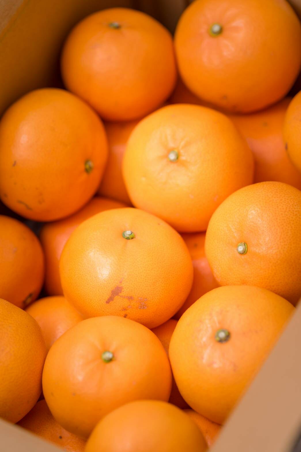 【ふるさと納税】せとか バラ詰め 5kg 先行予約 【2026年2月以降発送】 愛媛 数量限定 愛媛県産 人気 柑橘 伊予市｜C55 サムネイル3