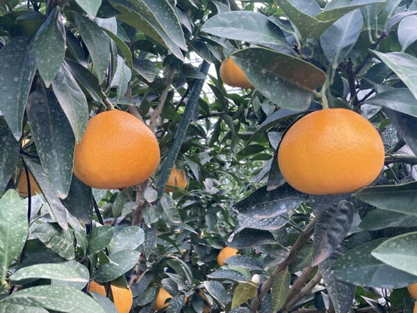 【ふるさと納税】【2026年3月発送予定】愛果48号【選べる容量】2kg 5kg 紅プリンセス同一品種 農園直送 みかん おすすめ 美味しい おいしい 国産 愛媛県産 人気 柑橘 数量限定 先行予約 柑橘 伊予市｜C93 サムネイル3