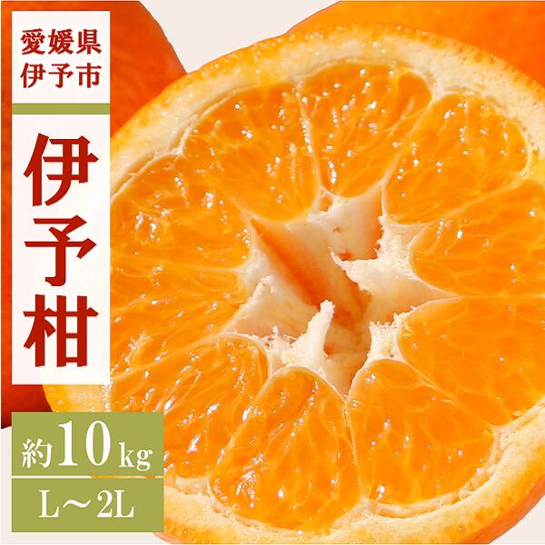みかん 愛媛 伊予柑 L～2Lサイズ（約10kg） 人気 数量限定 柑橘 伊予市｜B161