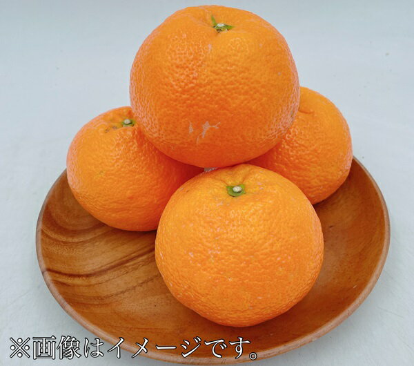 【ふるさと納税】みかん 愛媛 伊予柑 L～2Lサイズ（約10kg） 人気 数量限定 柑橘 伊予市｜B161 サムネイル2