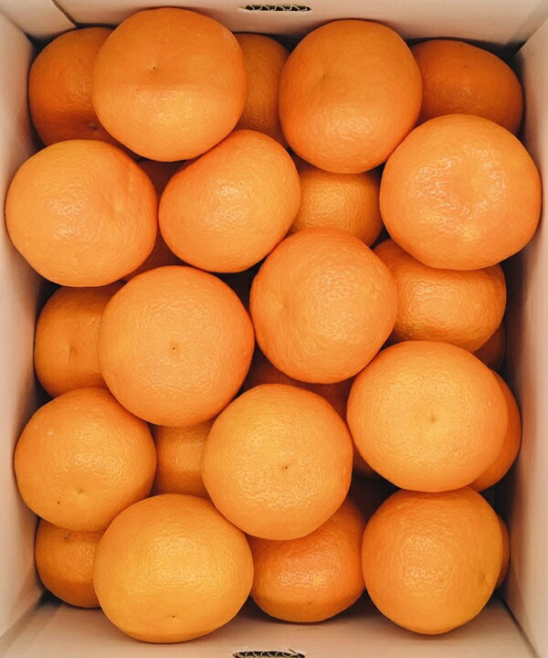 【ふるさと納税】みかん 愛媛 伊予柑 L～2Lサイズ（約10kg） 人気 数量限定 柑橘 伊予市｜B161 サムネイル3