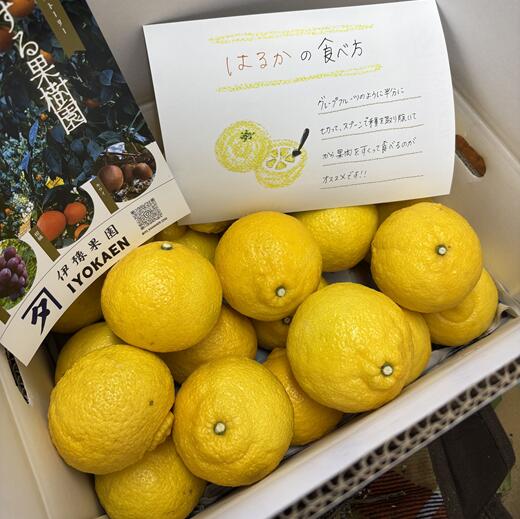 【ふるさと納税】はるか サイズミックス 約5kg ご家庭用 みかん 愛媛 人気 柑橘 伊豫果園 伊予市 | B386 サムネイル2