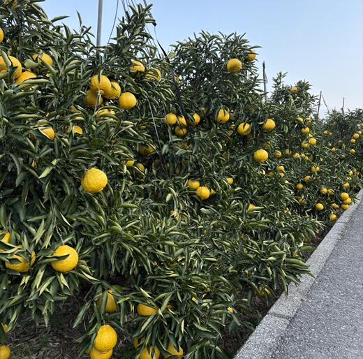 【ふるさと納税】はるか サイズミックス 約5kg ご家庭用 みかん 愛媛 人気 柑橘 伊豫果園 伊予市 | B386 サムネイル3