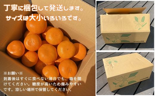 【ふるさと納税】せとか 3kg ご家庭用 みかん 愛媛 先行予約 【2026年2月上旬から順次発送】 数量限定 愛媛県産 人気 柑橘 伊予市｜B244 サムネイル2