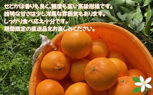 【ふるさと納税】せとか 3kg ご家庭用 みかん 愛媛 先行予約 【2026年2月上旬から順次発送】 数量限定 愛媛県産 人気 柑橘 伊予市｜B244 サムネイル3