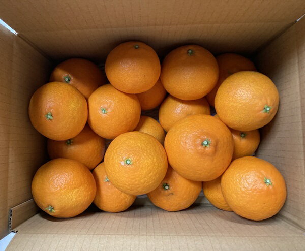 【ふるさと納税】訳あり 愛果28号 5kg サイズミックス 【2025年12月以降発送】 紅まどんなと同一品種 みかん 愛媛 数量限定 先行予約 柑橘 伊予市｜B220 サムネイル3