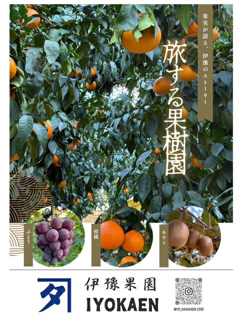 【ふるさと納税】種なし巨峰 約2kg 【2026年先行予約・2026年8月から順次発送予定】 ぶどう 葡萄 果物 愛媛 人気 伊豫果園 伊予市｜B389 サムネイル2