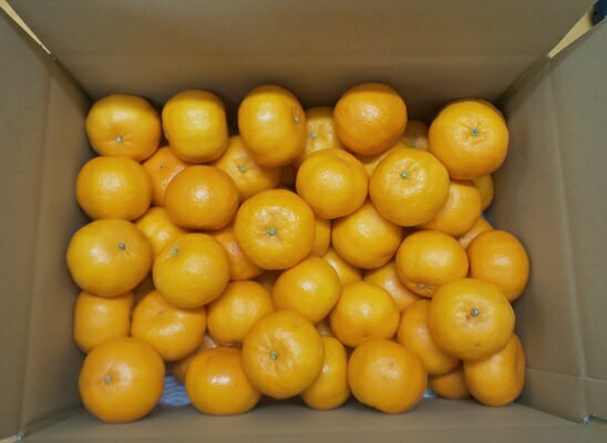 【ふるさと納税】訳あり ポンカン 5kg ご家庭用 みかん 人気 数量限定 先行予約 柑橘 伊予市 【2026年1月中旬以降順次発送】｜B147 サムネイル2