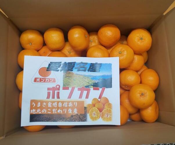 【ふるさと納税】訳あり ポンカン 5kg ご家庭用 みかん 人気 数量限定 先行予約 柑橘 伊予市 【2026年1月中旬以降順次発送】｜B147 サムネイル3