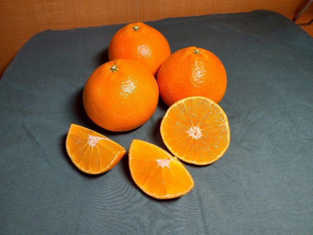 【ふるさと納税】みかん 愛果28号 贈答用 L～2L 12～15玉 紅まどんなと同一品種 【2025年12月から順次発送】 先行予約 数量限定 柑橘 人気 伊予侍ファーム 愛媛 伊予市｜C138 サムネイル2