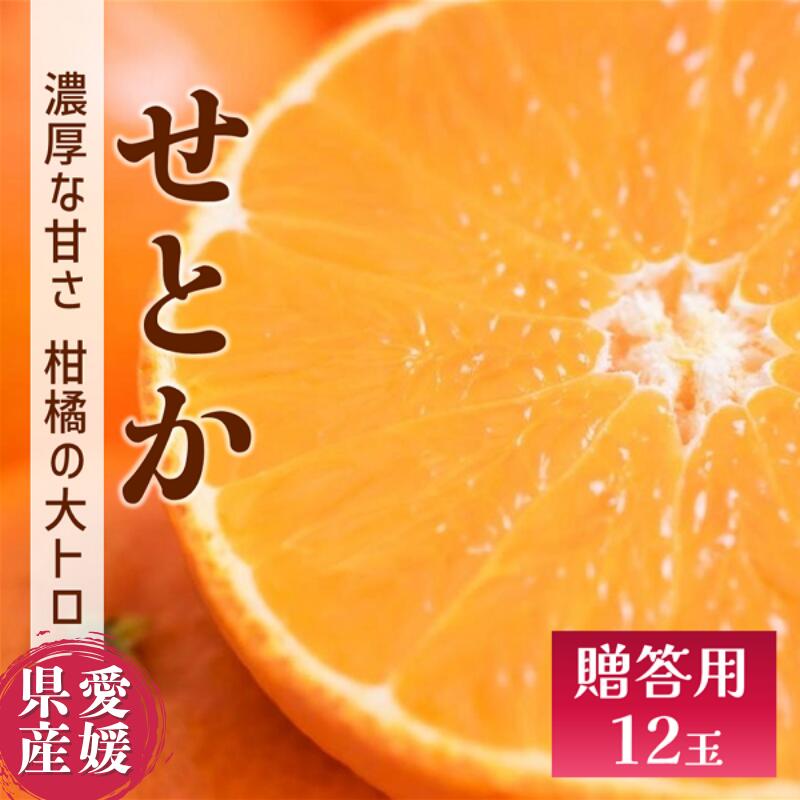 せとか みかん 愛媛 12玉 贈答用 人気 数量限定 先行予約 【2026年2月上旬以降発送】 柑橘 愛媛県産 伊予市｜C130