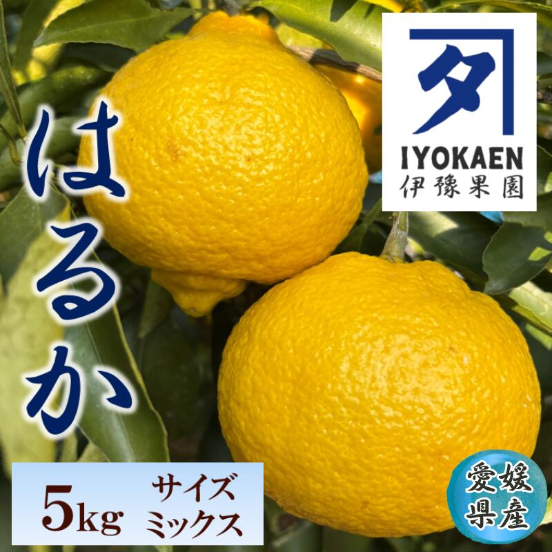 はるか サイズミックス 約5kg ご家庭用 みかん 愛媛 人気 柑橘 伊豫果園 伊予市 | B386
