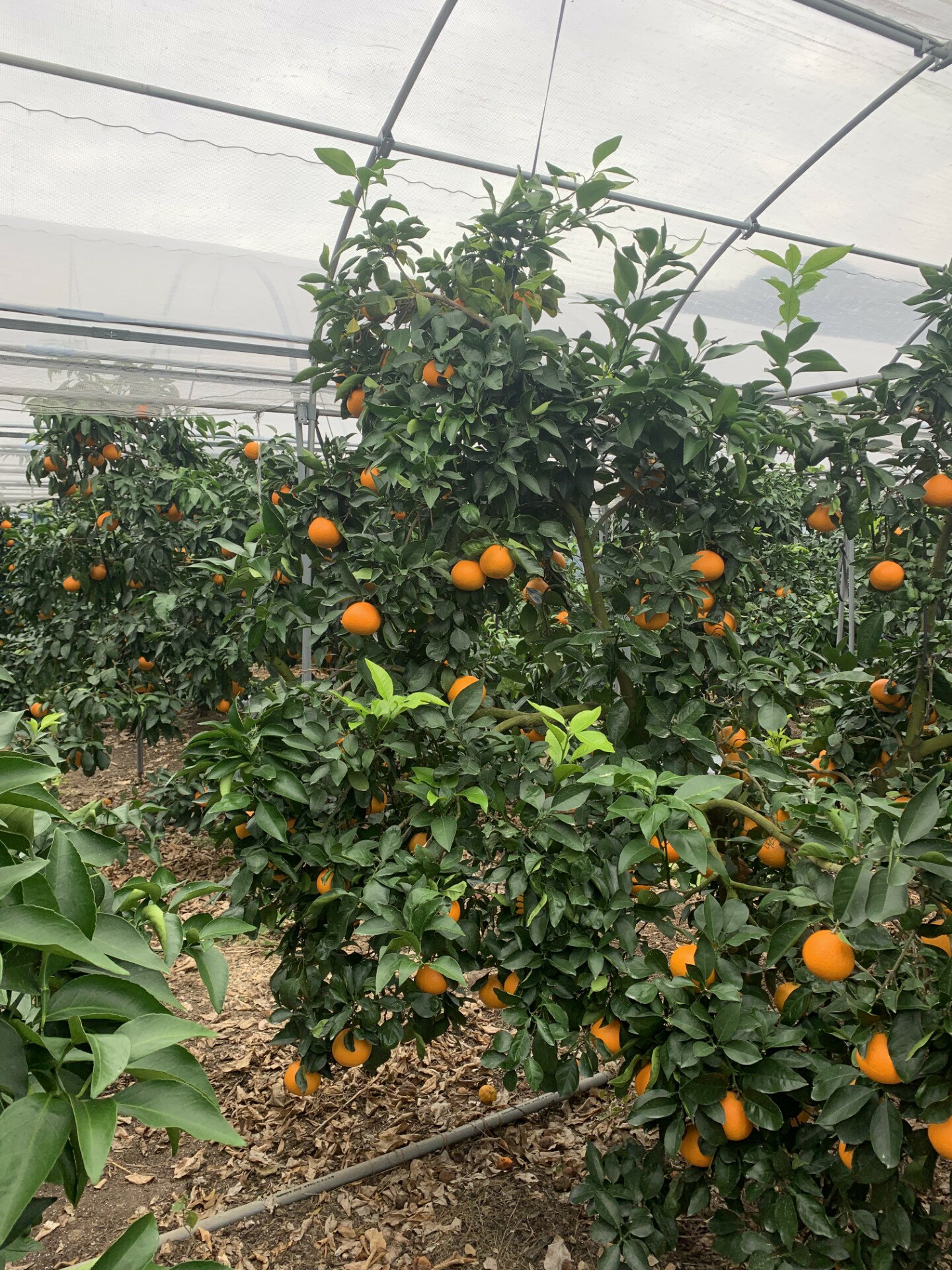 【ふるさと納税】愛果28号 5kg 紅まどんな同一品種 バラ詰め ご家庭用 サイズミックス 農園直送 先行予約 12月発送 愛媛 数量限定 愛媛県産 人気 柑橘 伊予市｜B274 サムネイル3