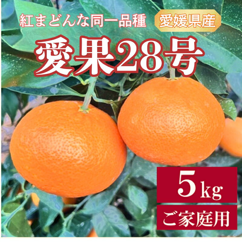 愛果28号 5kg ご家庭用 紅まどんなと同一品種 農園直送 先行予約 【12月中旬から順次発送予定】 愛媛 数量限定 愛媛県産 人気 柑橘 伊予市 | B256