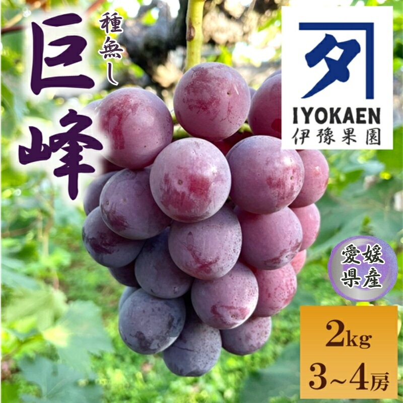 種なし巨峰 約2kg 【2026年先行予約・2026年8月から順次発送予定】 ぶどう 葡萄 果物 愛媛 人気 伊豫果園 伊予市｜B389