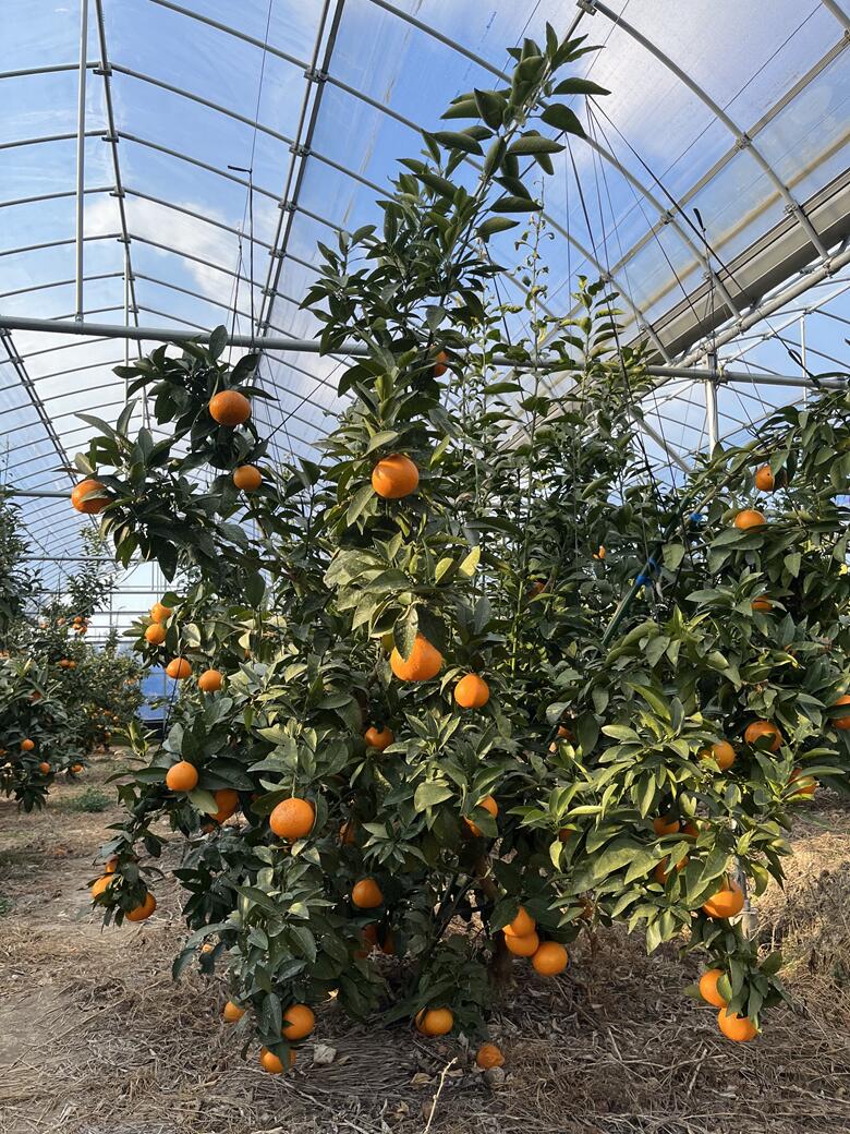 【ふるさと納税】【2026年3月発送予定】訳あり 愛果48号 3kgご家庭用 農園直送 みかん 愛媛 人気 数量限定 先行予約 柑橘 伊予市｜B444 サムネイル2