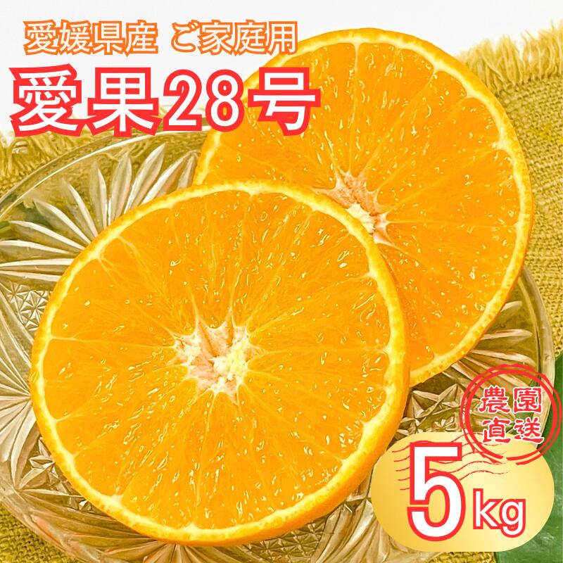 愛果28号 5kg 紅まどんな同一品種 バラ詰め ご家庭用 サイズミックス 農園直送 先行予約 12月発送 愛媛 数量限定 愛媛県産 人気 柑橘 伊予市｜B274
