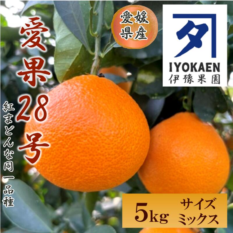 みかん 愛果28号 サイズミックス 約5kg ご家庭用 【11月下旬から順次発送予定】 紅まどんなと同一品種 愛媛 人気 柑橘 国産 フルーツ 伊豫果園 伊予市｜C107