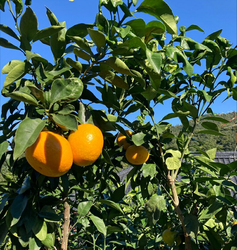 【ふるさと納税】みかん 愛果28号 5kg 訳あり ご家庭用 紅まどんなと同一品種 農園直送 先行予約 【11月下旬から順次発送予定】 愛媛 数量限定 愛媛県産 人気 柑橘 国産 フルーツ 伊予市｜B504 サムネイル3