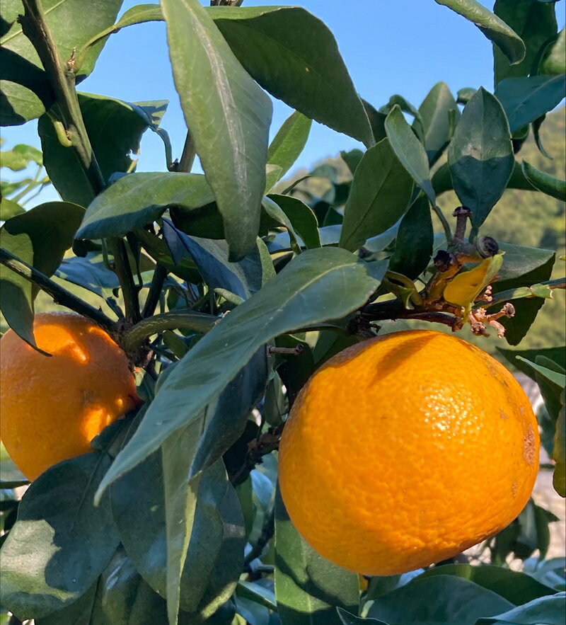 【ふるさと納税】みかん 愛果28号 5kg 訳あり ご家庭用 紅まどんなと同一品種 農園直送 先行予約 【11月下旬から順次発送予定】 愛媛 数量限定 愛媛県産 人気 柑橘 国産 フルーツ 伊予市｜B504 サムネイル2