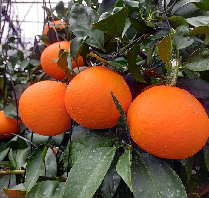 【ふるさと納税】みかん 愛果28号 秀品 約2.5kg バラ詰め 【12月中旬から順次発送予定】 紅まどんなと同一品種 愛媛 人気 柑橘 国産 フルーツ 伊予市｜B508 サムネイル2