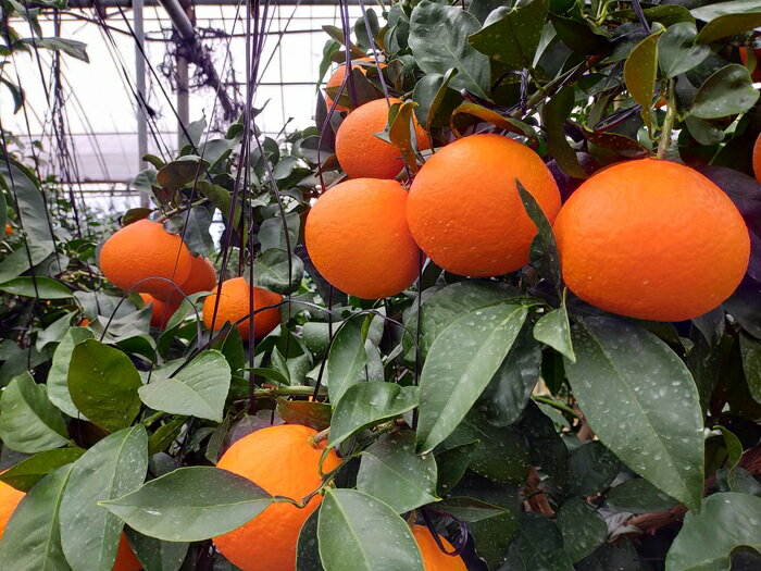 【ふるさと納税】みかん 愛果28号 秀品 約2.5kg バラ詰め 【12月中旬から順次発送予定】 紅まどんなと同一品種 愛媛 人気 柑橘 国産 フルーツ 伊予市｜B508 サムネイル3