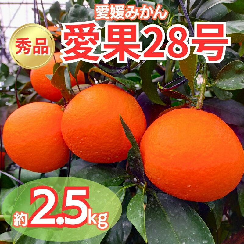 みかん 愛果28号 秀品 約2.5kg バラ詰め 【12月中旬から順次発送予定】 紅まどんなと同一品種 愛媛 人気 柑橘 国産 フルーツ 伊予市｜B508