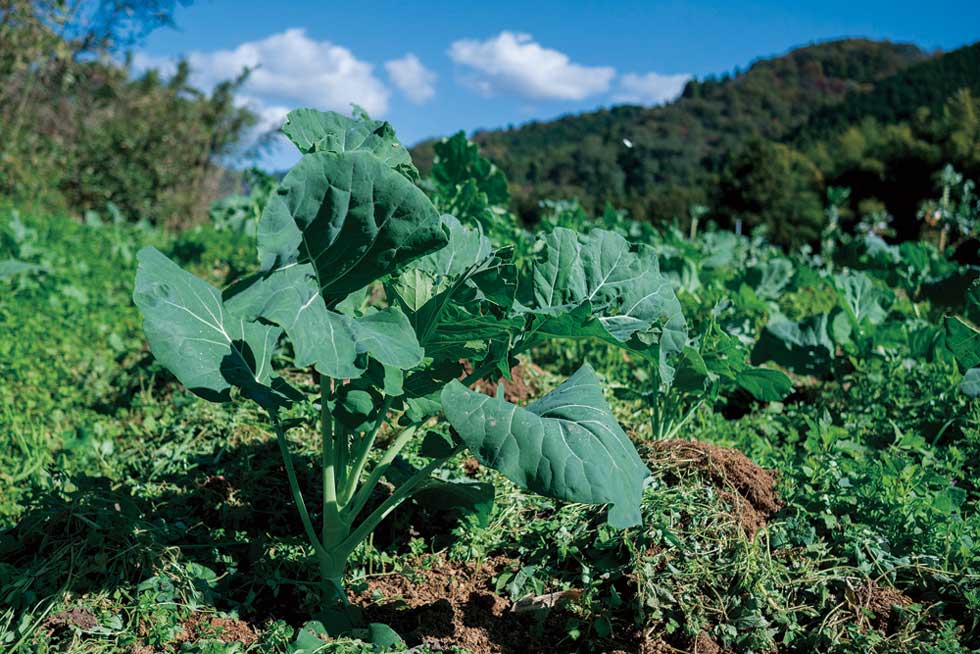 【ふるさと納税】野菜 果物 国産 【種類が選べる】 ケール 季節のフルーツ ミニトマト にんじん ビーツ 無農薬 朝どれ 新鮮 急速冷凍 飲料 料理 スイーツ 遠藤青汁 愛媛 伊予市 - 画像3