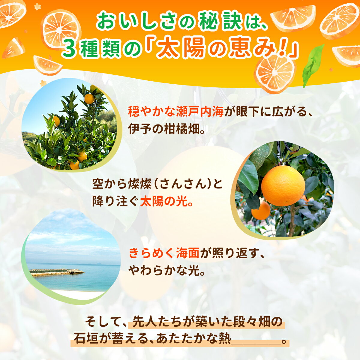 【ふるさと納税】紅まどんな 1.7kg（5～10個）【先行予約】【数量限定】愛果28号 愛媛果試第28号 みかん 柑橘 人気 愛媛 伊予市＜2025年11月下旬から順次発送＞｜B36 サムネイル3