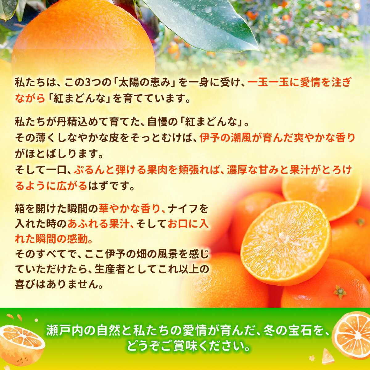 【ふるさと納税】紅まどんな 愛媛 ご家庭用 1.5kg （5～13個）【先行予約】【数量限定】愛果28号 愛媛果試第28号 みかん 柑橘 人気 愛媛 伊予市＜2025年11月下旬～順次発送＞｜B249 サムネイル3