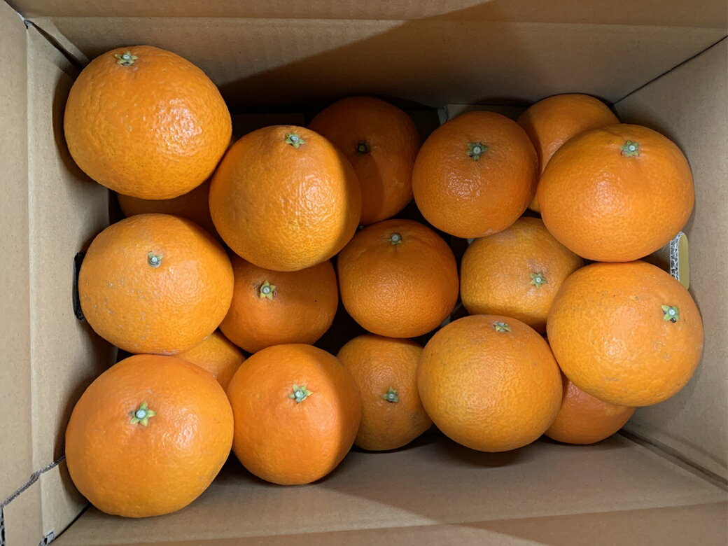 【ふるさと納税】愛果28号 5kg 紅まどんな同一品種 バラ詰め ご家庭用 サイズミックス 農園直送 先行予約 12月発送 愛媛 数量限定 愛媛県産 人気 柑橘 伊予市｜B274 サムネイル2