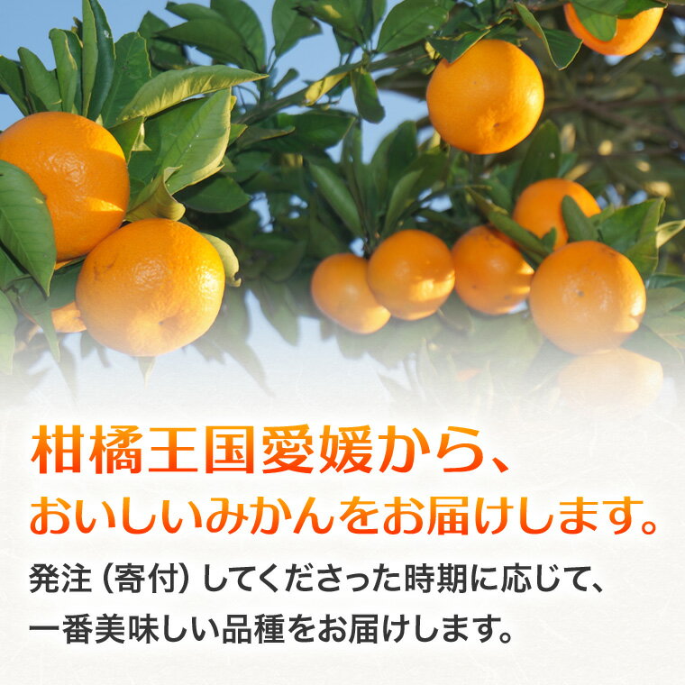 【ふるさと納税】みかん 愛媛 温州みかん ミカン 秀品 甘い 5kg 10kg 愛媛県 四国中央市産 品種厳選 送料無料 果物 フルーツ サムネイル2