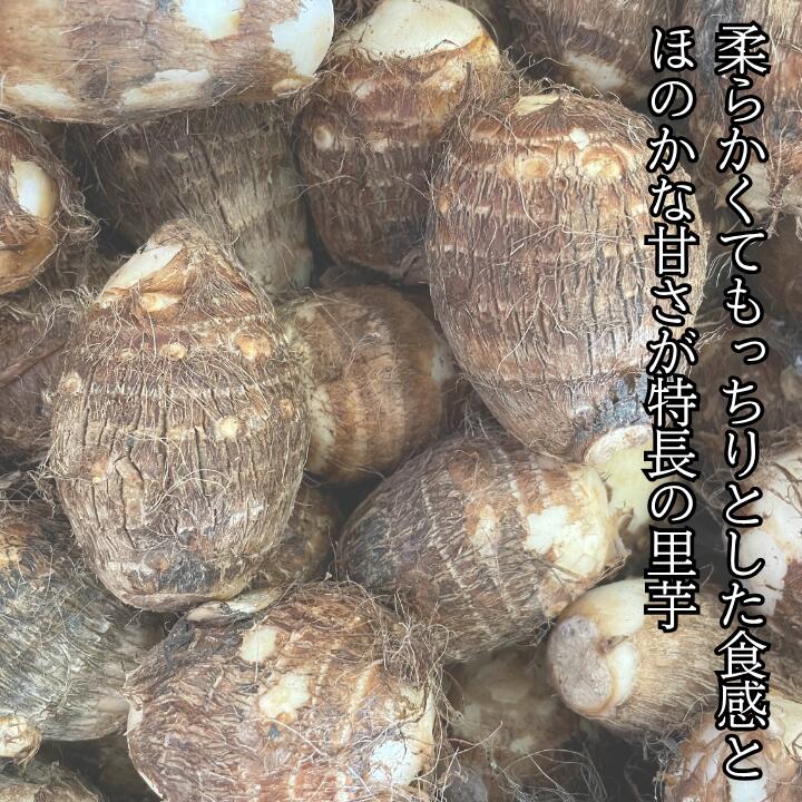 【ふるさと納税】里芋 さといも 芋 いも 5kg 10kg 女早生 新鮮 柔らかい やわらかい もっちり あまい 四国中央市産 送料無料 - 画像2
