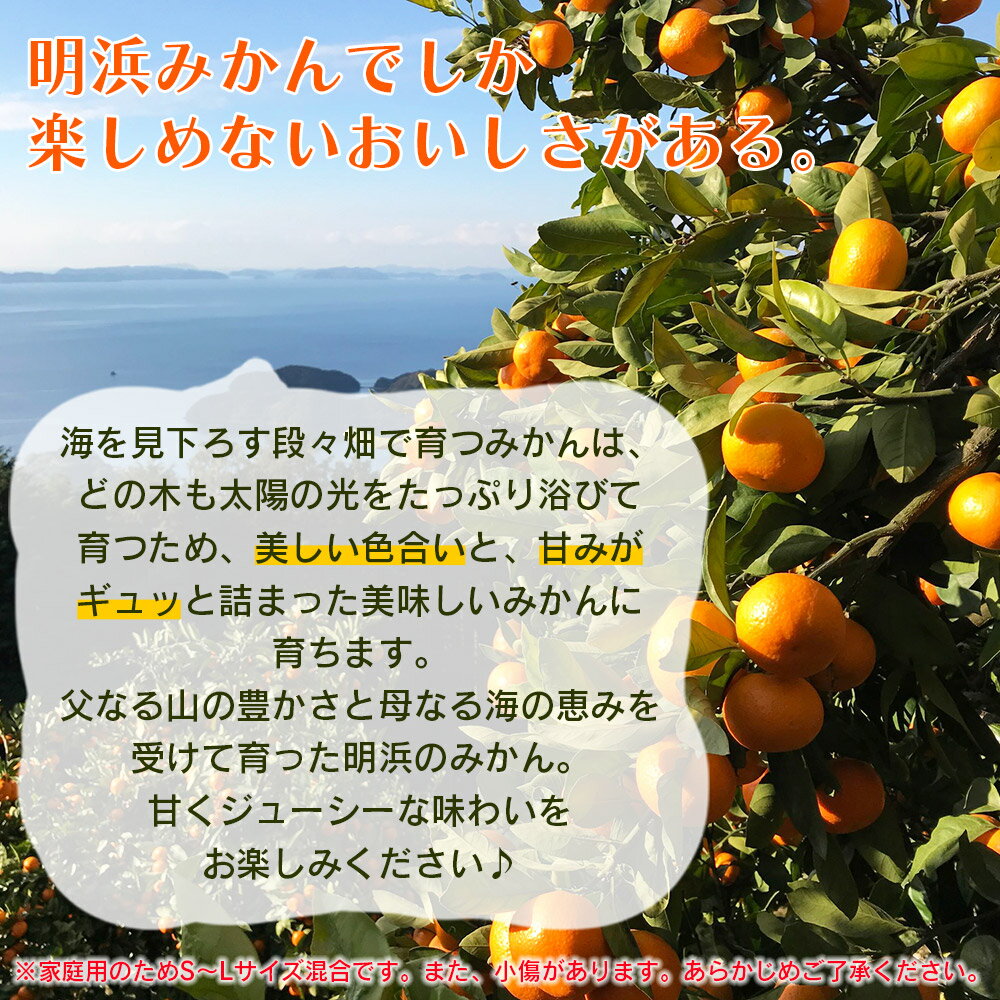 【ふるさと納税】先行予約＜愛媛県明浜産 天晴みかん（温州みかん）約2kg／3kg／5kg／10kg／15kg＞ 家庭用 訳あり ワケアリ 自宅用 果物 くだもの フルーツ ミカン 柑橘 特産品 産地直送 笑丸 愛媛県 西予市【常温】『2025年11月中旬～2026年1月上旬迄に順次出荷予定』 サムネイル2