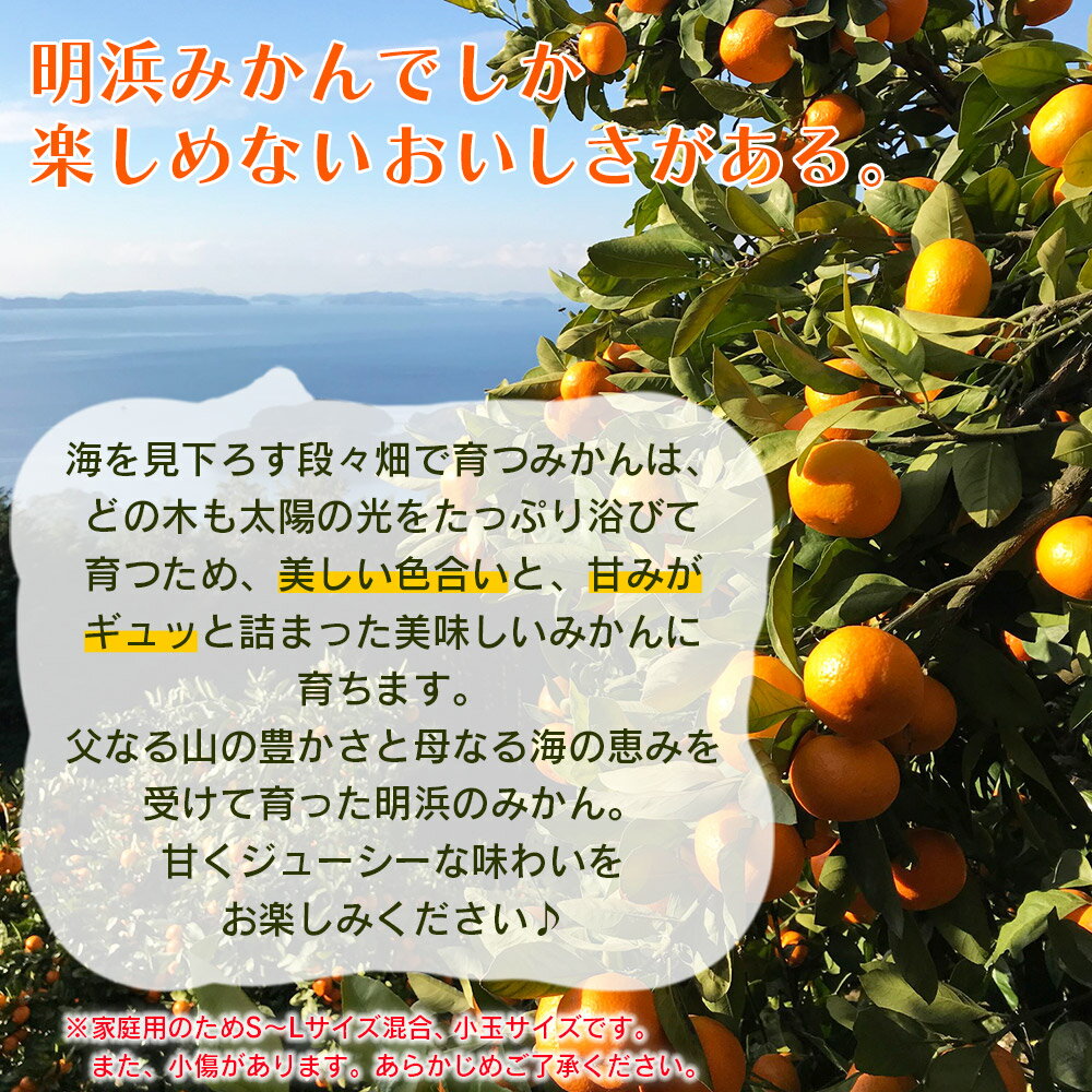 【ふるさと納税】先行予約＜天晴みかん（温州みかん）約2kg／3kg／5kg／10kg／15kg・小玉サイズ/S〜L混合＞ 家庭用 訳あり 明浜産 選べる 果物 くだもの フルーツ ミカン 柑橘 特産品 笑丸 愛媛県 西予市【常温】『2026年11月中旬〜2027年1月上旬迄に順次出荷』 - 画像2