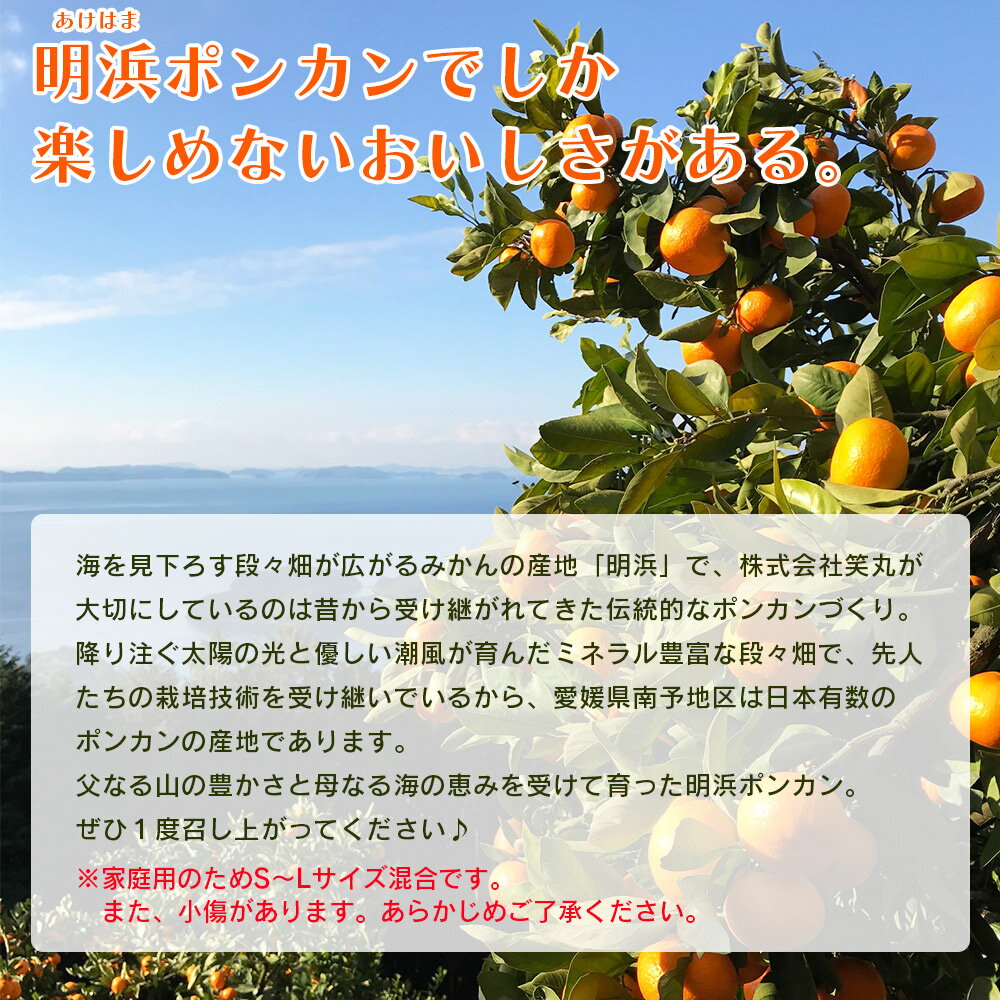 【ふるさと納税】＜吉田ポンカン 家庭用 約2／3／5／10／15kg＞ 果物 くだもの フルーツ みかん ミカン 柑橘 吉田ぽんかん よしだぽんかん ヨシダポンカン ぽんかん 訳あり ご自宅用 特産品 株式会社笑丸 愛媛県 西予市【常温】『2026年1月下旬～2月下旬迄に順次出荷予定』 サムネイル2