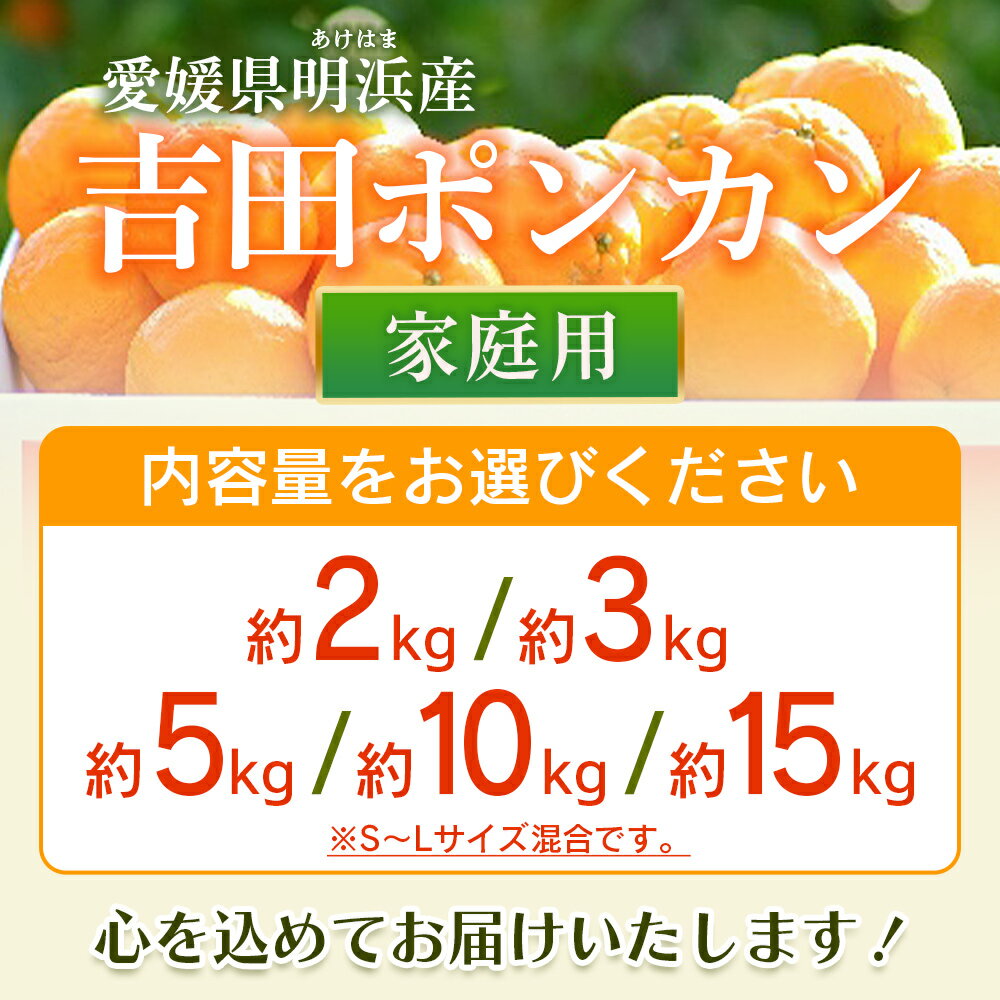 【ふるさと納税】＜吉田ポンカン 家庭用 約2／3／5／10／15kg＞ 果物 くだもの フルーツ みかん ミカン 柑橘 吉田ぽんかん よしだぽんかん ヨシダポンカン ぽんかん 訳あり ご自宅用 特産品 株式会社笑丸 愛媛県 西予市【常温】『2026年1月下旬～2月下旬迄に順次出荷予定』 サムネイル3